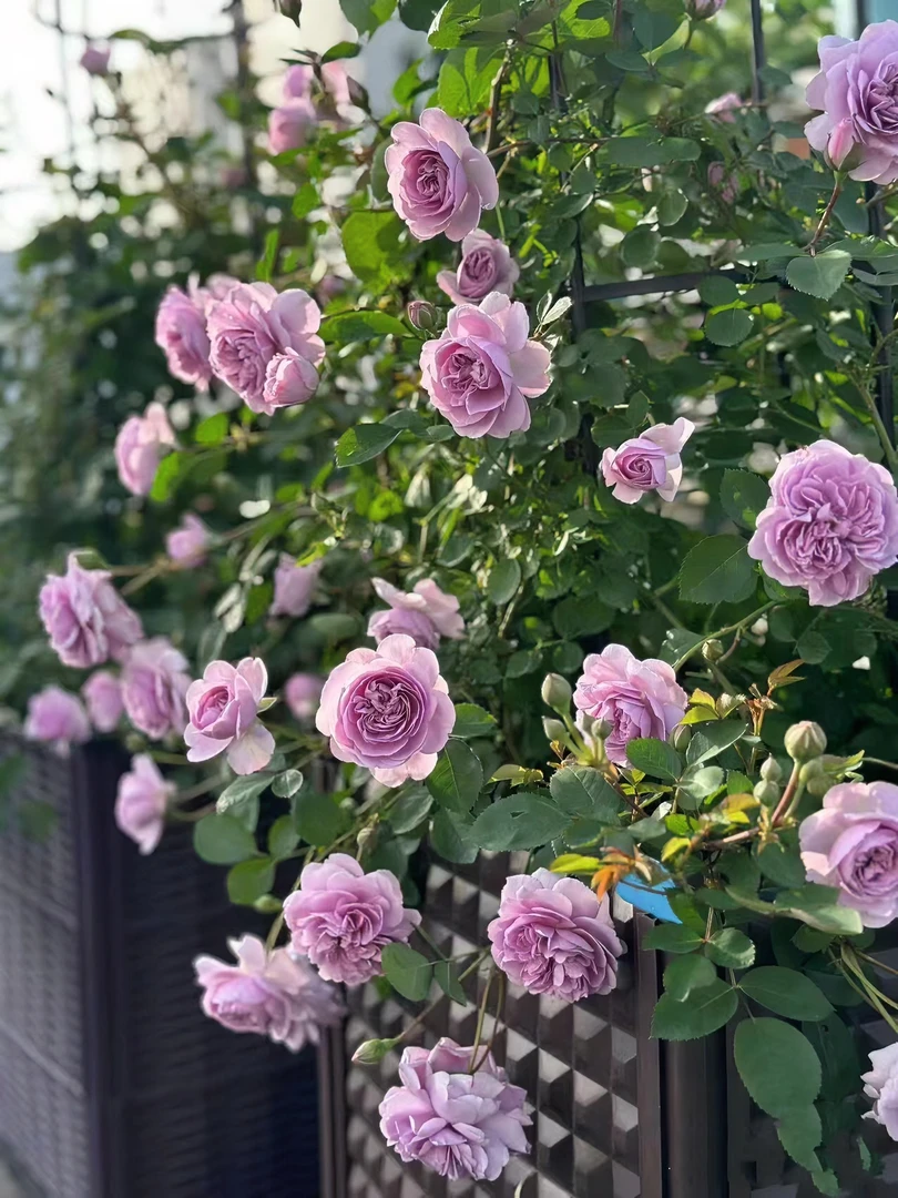 基地爬藤蔷薇花苗老桩花园四季开花月季苗花香浓香型庭院带花植物