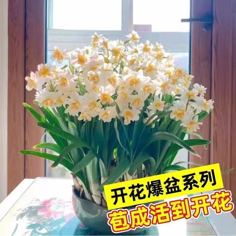 年宵花水仙过年开花水仙花种球耐寒室内冬天养植水培土培球根绿植