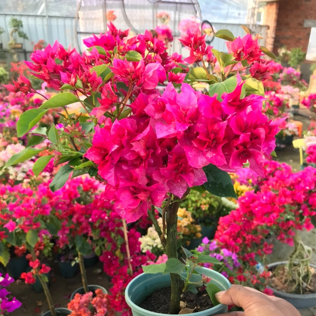 【重瓣红】三角梅浮山王子老店特惠茂盛爬藤开花庭院绿植