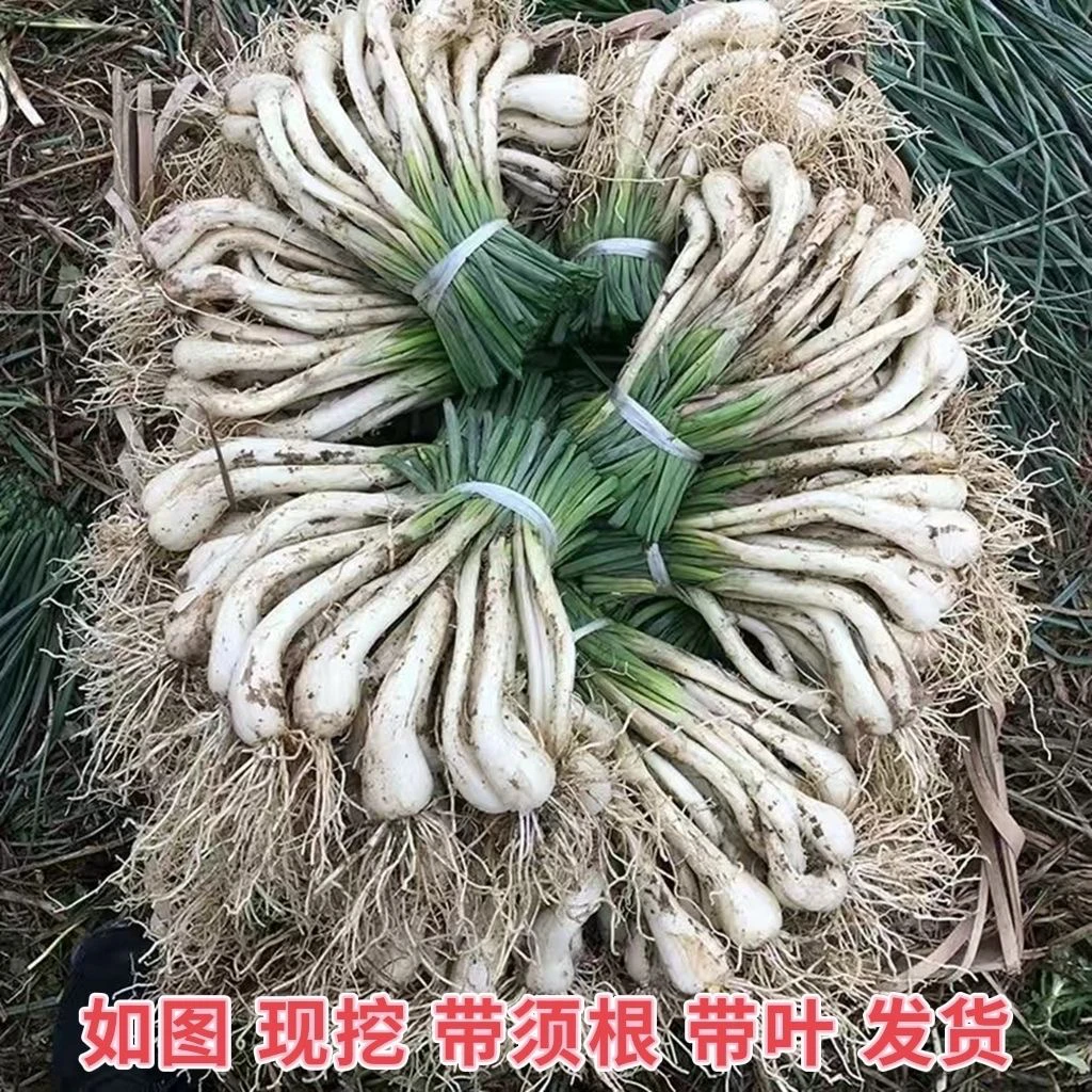 新鲜藠头农家自种现挖茭头带叶生教头新鲜现挖包邮