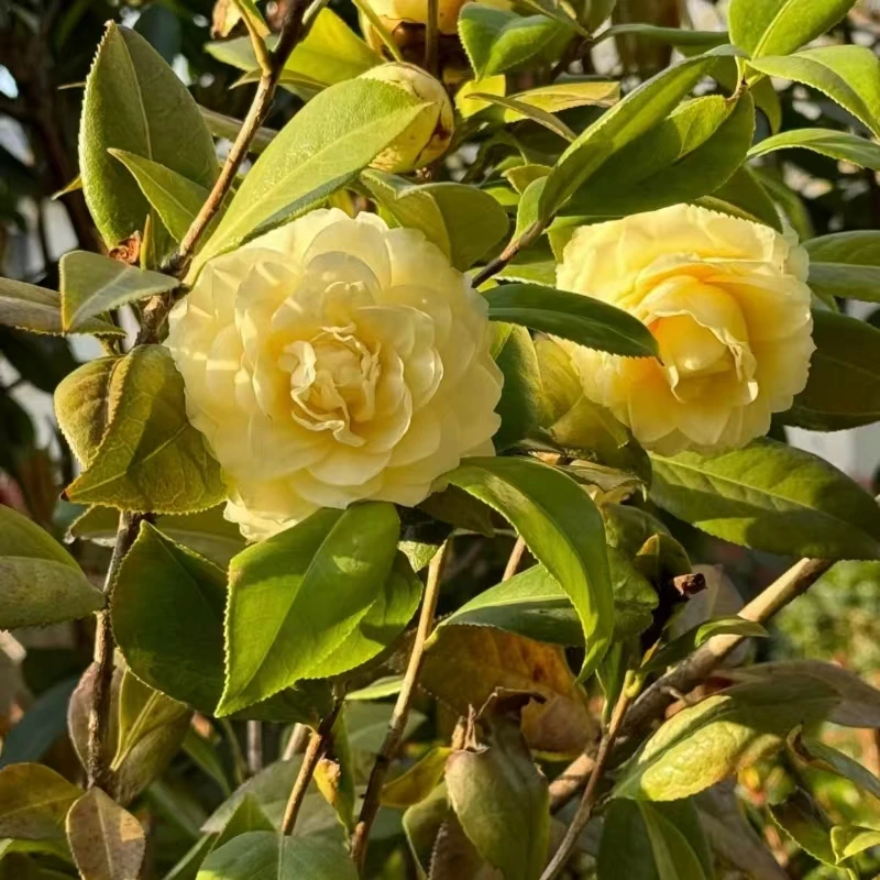 正黄旗山茶花 名贵黄茶品种