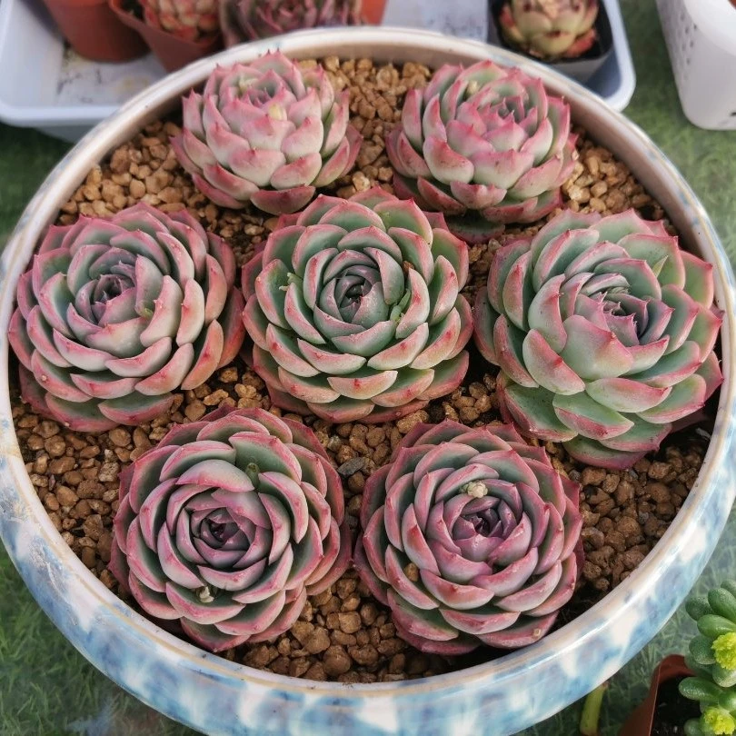 多肉 侧影(满28米包邮）