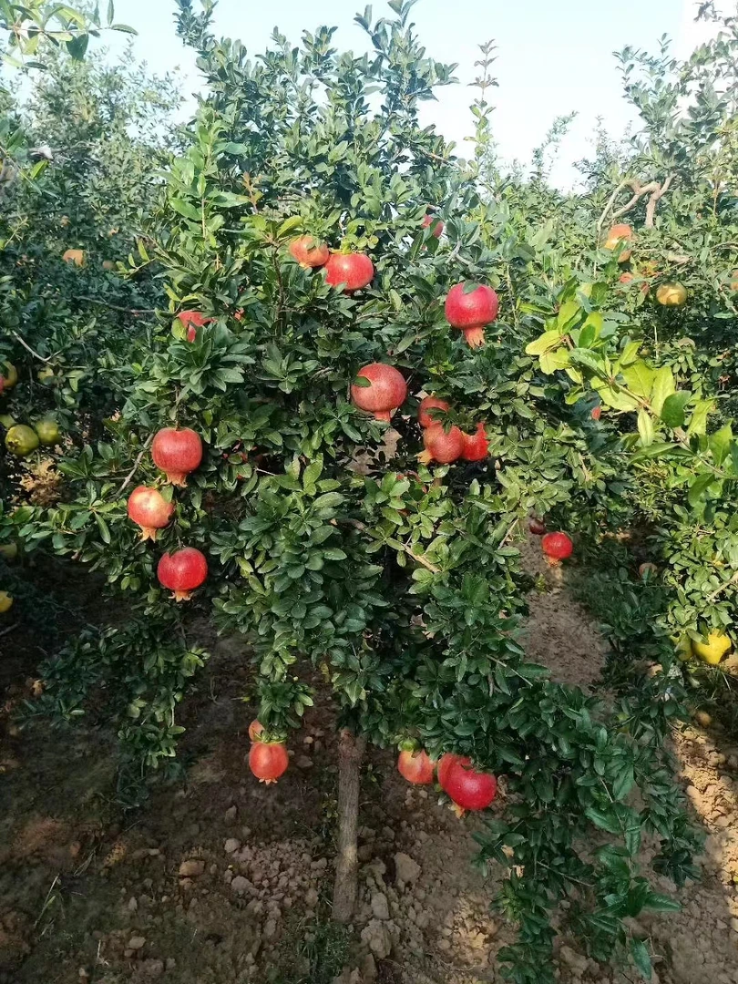 精品突尼斯软籽   盆栽地栽  一物一拍
