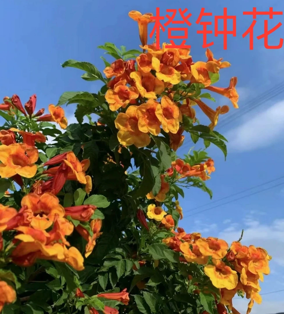 【新品稀有橙钟花】多年生木本植物室内室外四季开花耐晒耐寒新