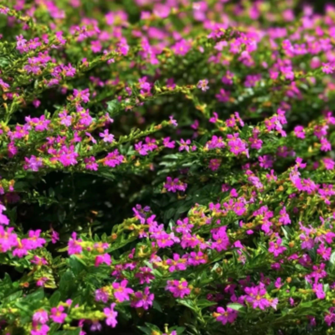 满天星棒棒糖阳台庭院盆栽花卉