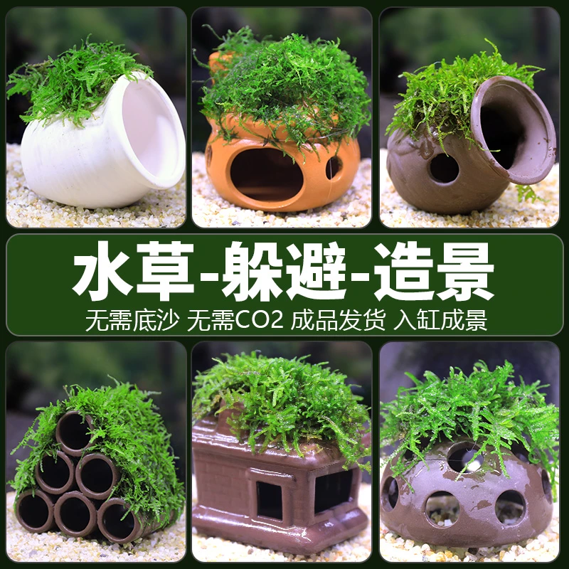 鱼缸造景莫斯水草陶罐躲避虾屋活体水族箱繁殖罐淡水懒人增氧摆件