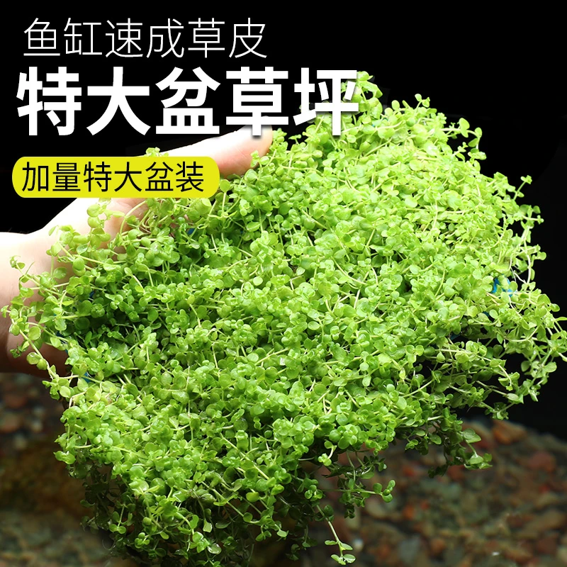 异景园前景迷你趴地矮珍珠爬地鱼缸造景活体真水草懒人草皮草坪