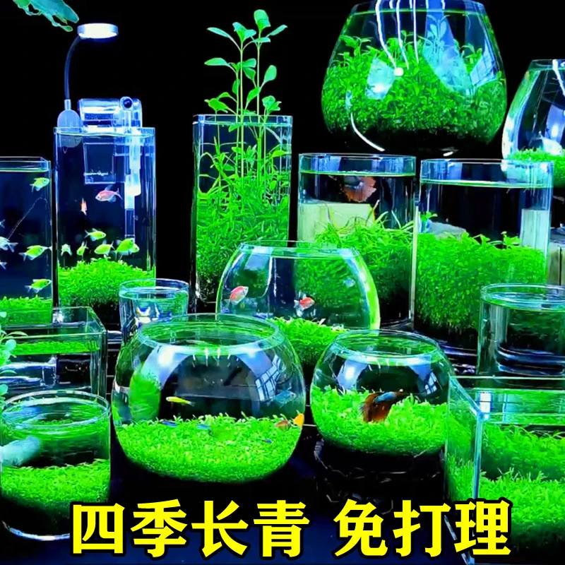 鱼缸水草种子植物种子水培阴性真草盆栽装饰生态玻璃缸造景套餐
