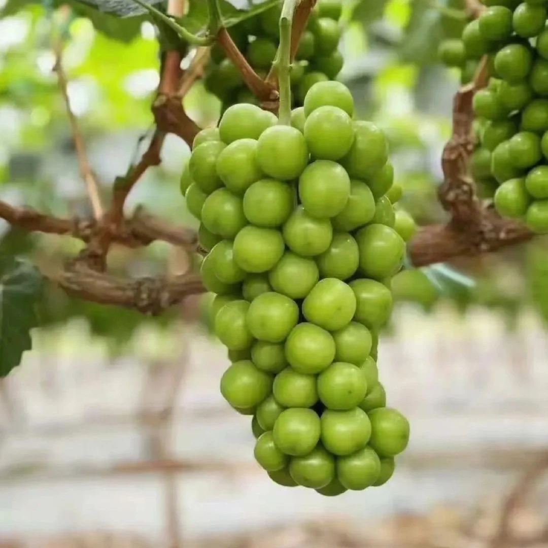 地栽阳光玫瑰庭院高度1.7米到2米