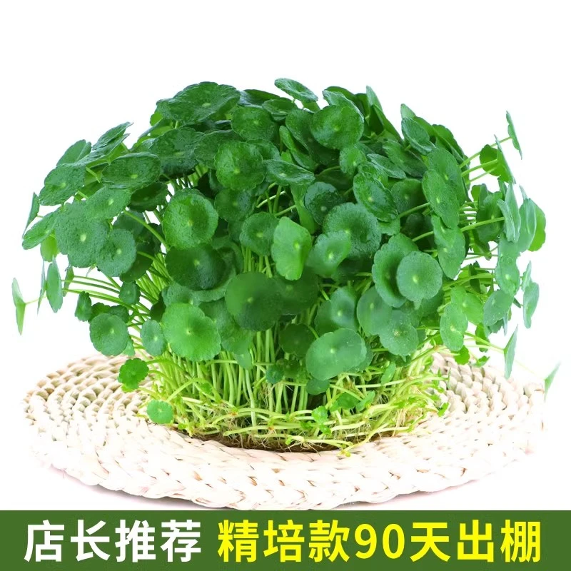 带叶铜钱草水培盆栽植物室内小绿植花卉水养金钱草籽水生四季好养