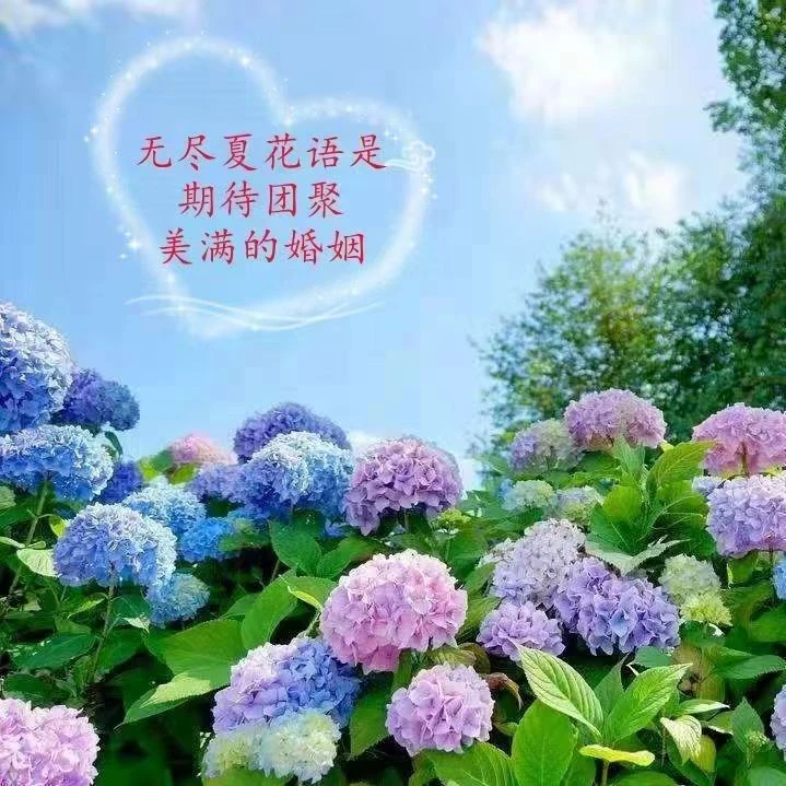 绣球花盆栽带花无尽夏绣球花苗特大老桩花卉盆栽植物室内花好养的