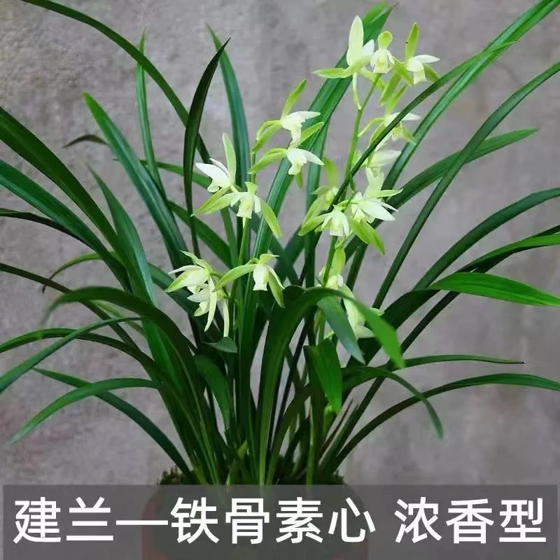 铁骨银针【带花苞】裸根耐寒四季兰开花浓香室内阳台