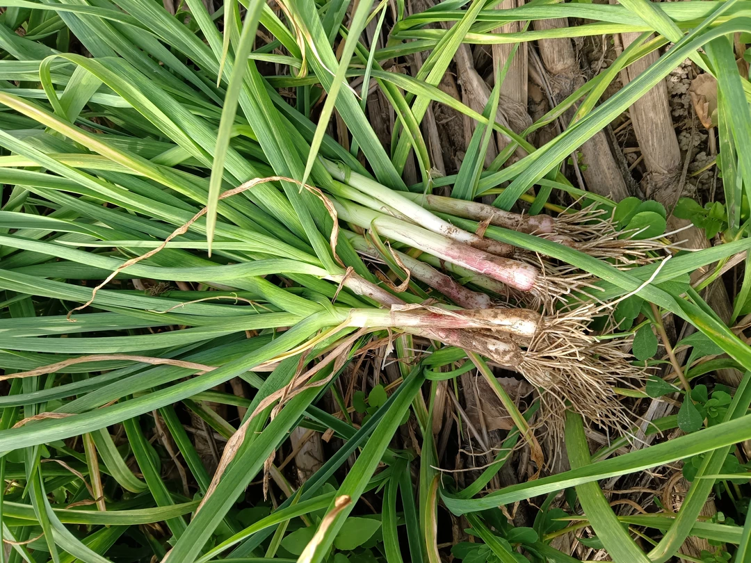 【苏北大蒜】露天红根大蒜现采现摘包邮到家