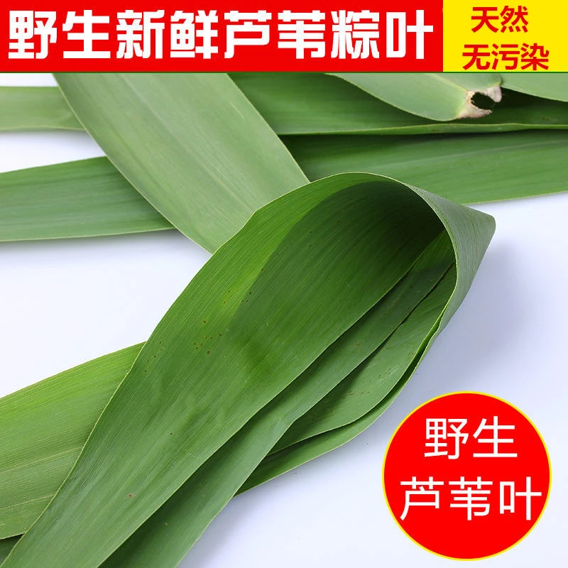 【店家亲采精品芦苇叶5-6】粽子叶江边野生芦苇叶不添加100--300片