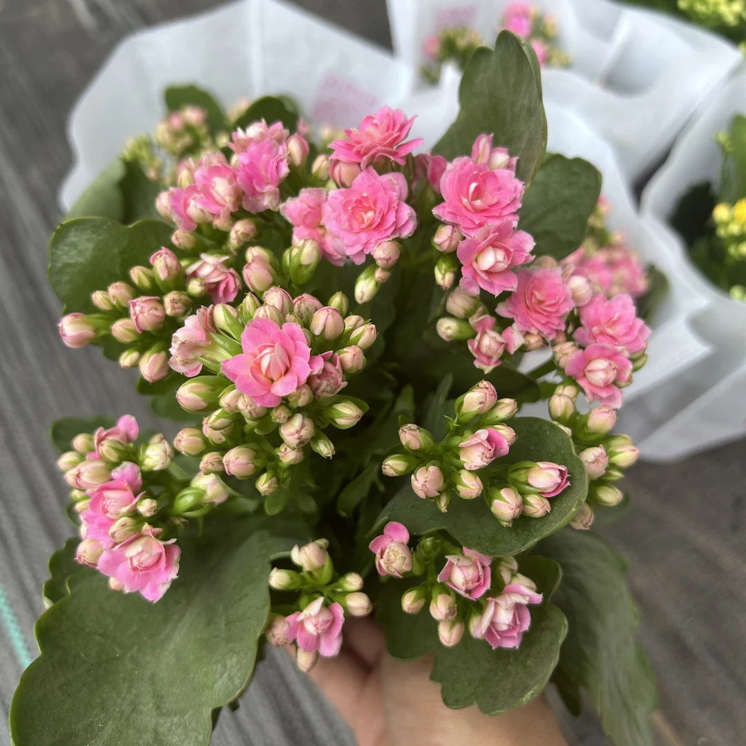 【公主粉】茉莉花坊莱蕊长寿花 粉色带花苞 110盆