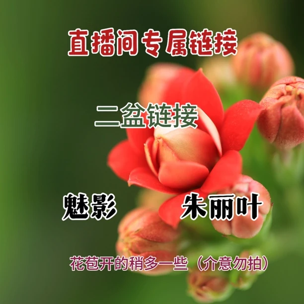 魅影  朱丽叶  直播间专属二盆链接大部分花苞少量开放