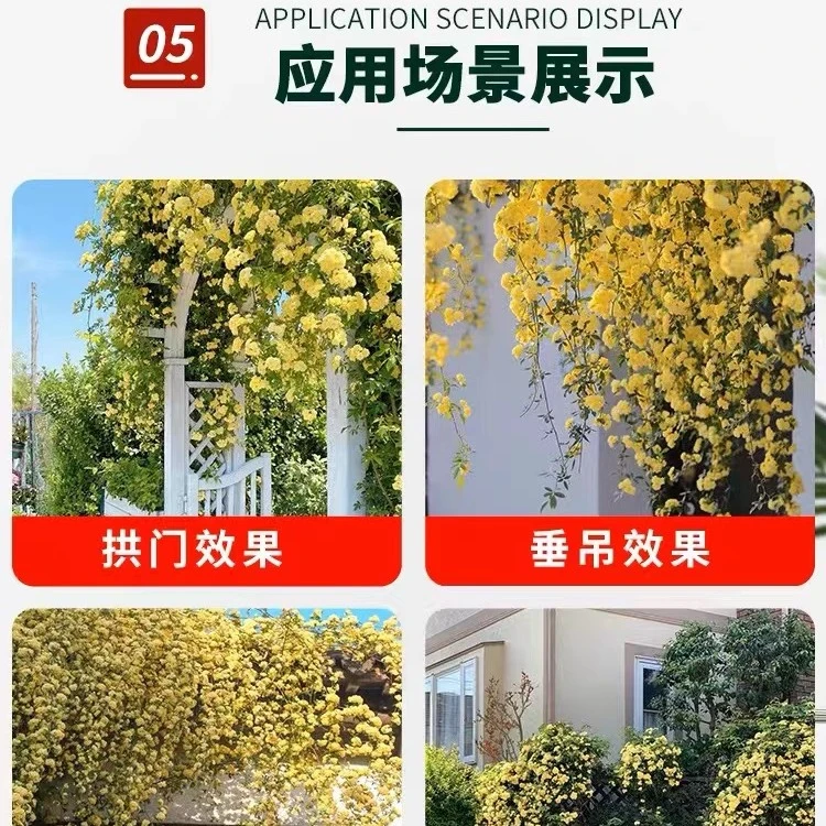 藤本月季【黄木香】花苗爬藤植物盆栽室内外浓香甜蜜花四季开花