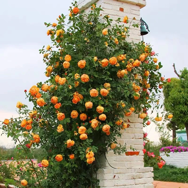 尚珍阁园艺藤本月季夏洛特夫人爬藤种植蔷薇拱门月季黄色栽培冬季