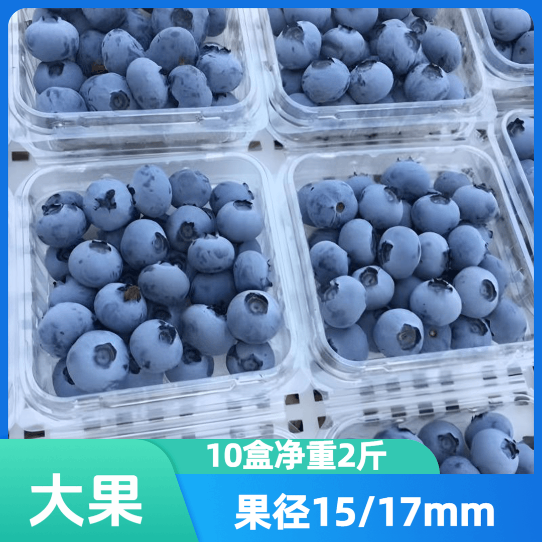 现摘冷链直发【大果蓝莓】10盒 果径 15/17mm 100克/盒  当季应季