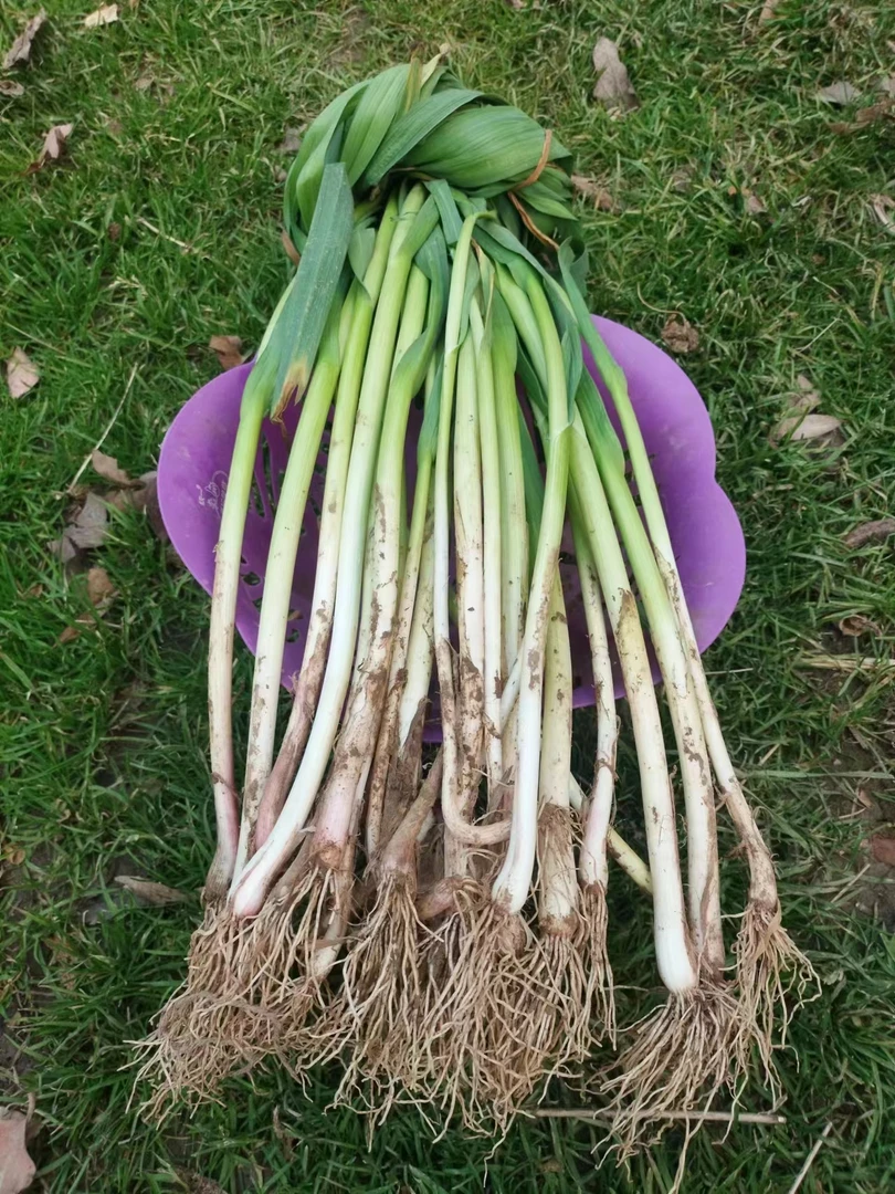 河南封沟长杆蒜苗