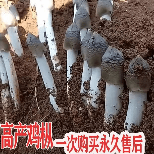 鸡枞菌种子高产伞把菇三塔菌荔枝菌云南菌人工种植菌种包菌种家种