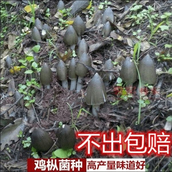 野生鸡枞菌种子菌包云南特产三塔菌伞把菇荔枝菌人工种植菌种包