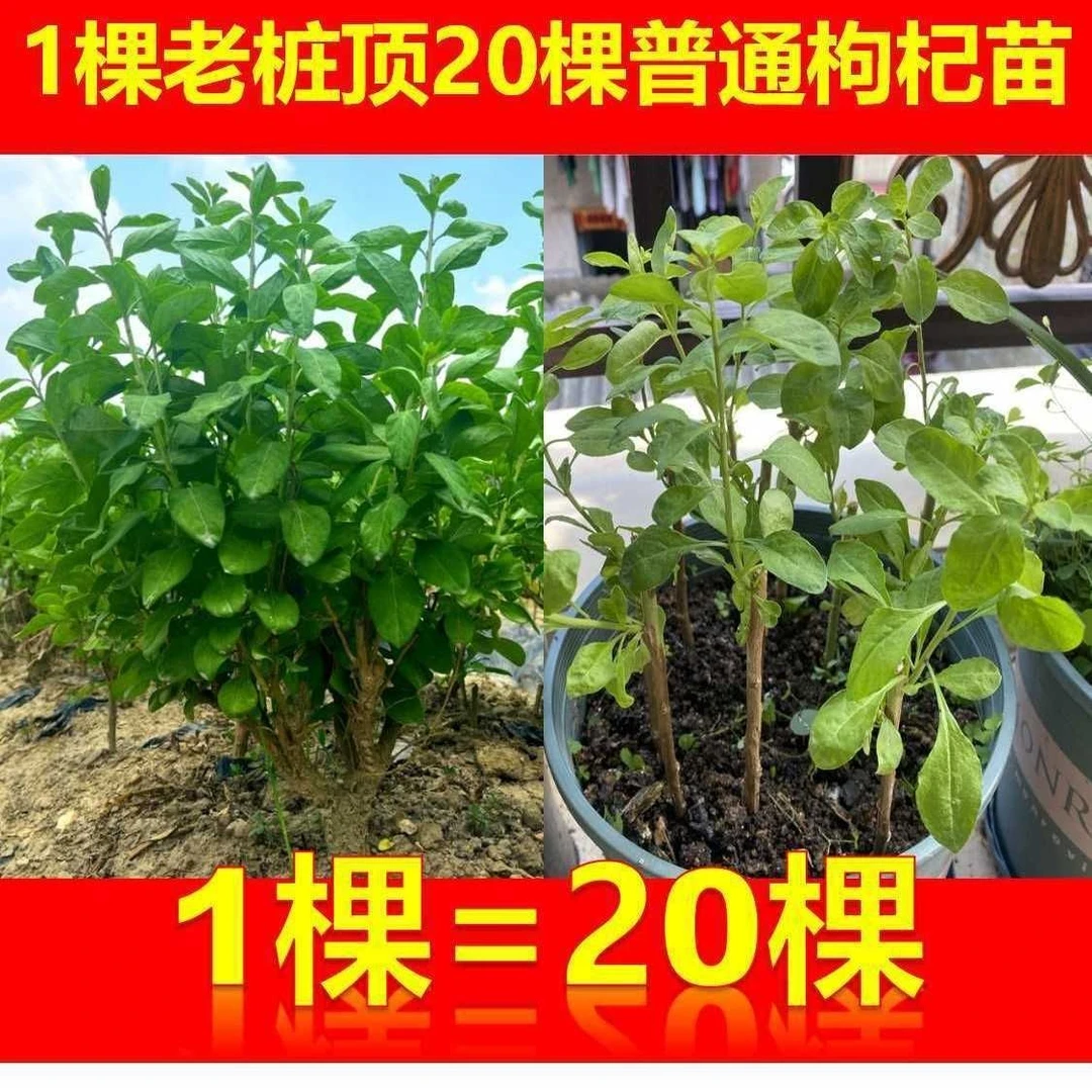 【老桩枸杞菜】四季批发盆景枸杞菜苗耐寒大叶新鲜煮汤可食用盆栽