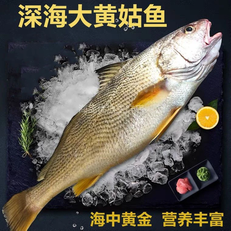 舟山海鲜 黄婆鸡 黄三 春子 新鲜速冻 4斤/份 顺丰直发