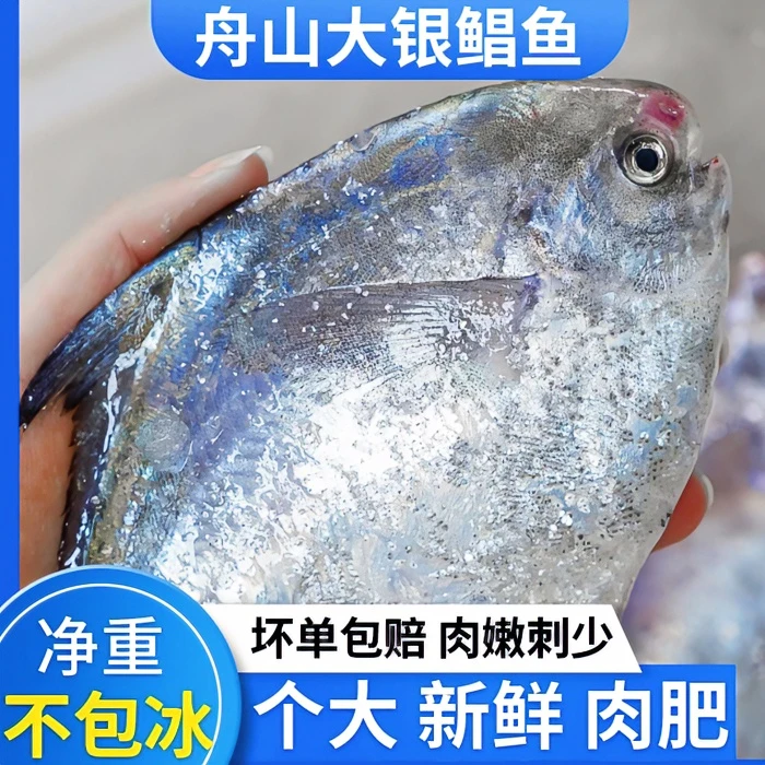 舟山东海银鲳鱼野生海捕新鲜速冻4斤/份顺丰直发营养鲜嫩丰富鲜美