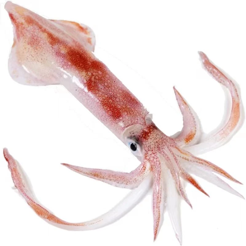 舟山海鲜 新鲜脆口鱿鱼 4斤/份 顺丰直发