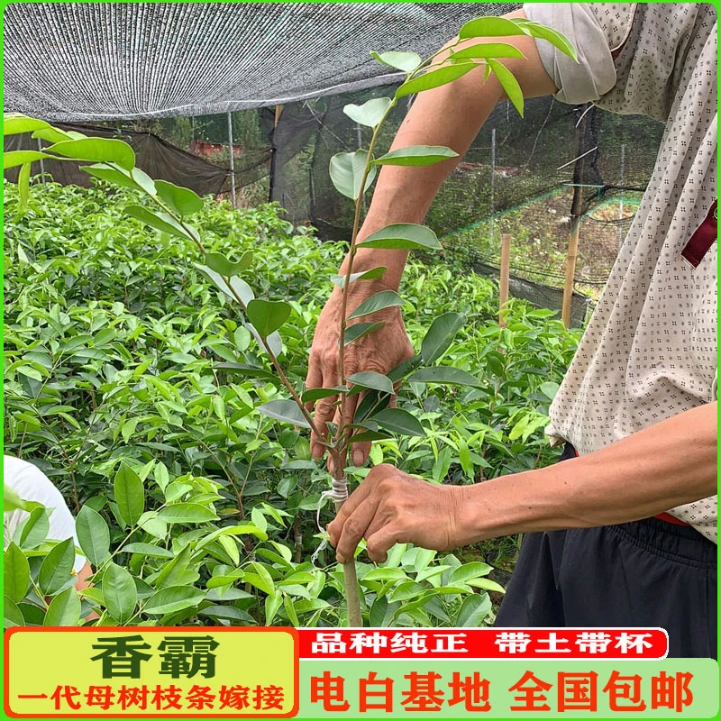 香霸奇楠沉香树苗一代母树芽条嫁接沉香苗庭院绿植春季栽培带土
