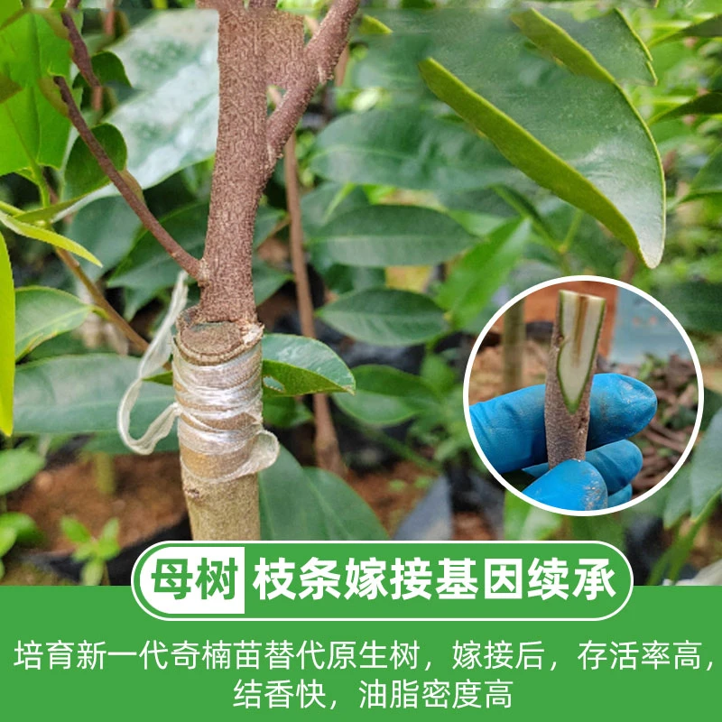 西瓜叶品种正宗奇楠沉香树苗母树芽条嫁接一代沉香奇楠苗春季栽培