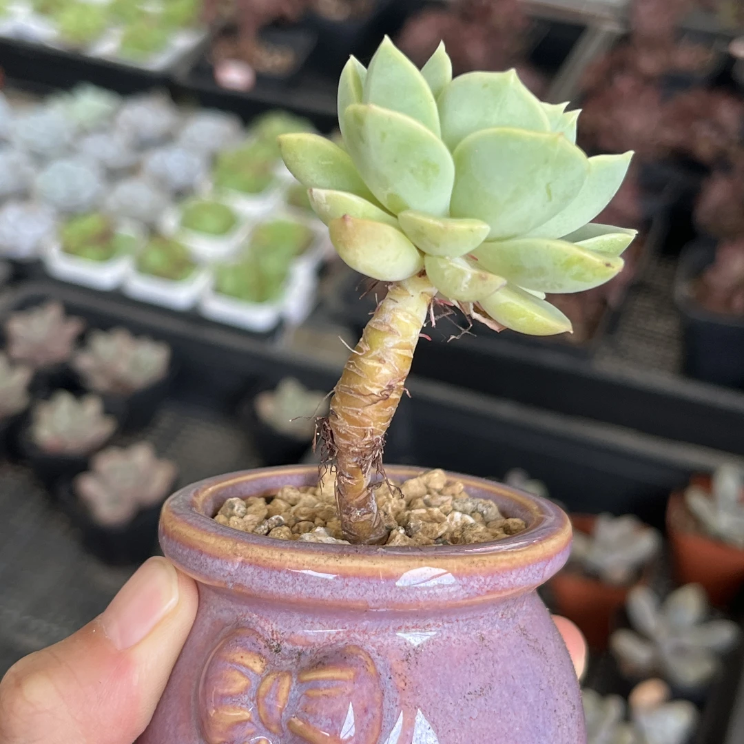 C1 多肉植物  18元包邮（偏远地区除外）柠檬玫瑰 紫牡丹