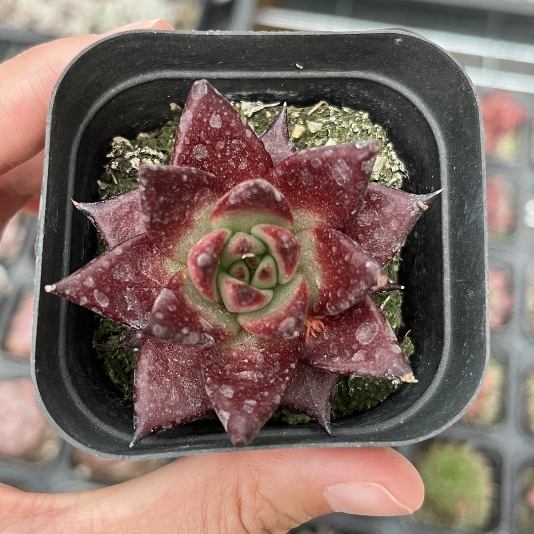 A4 多肉植物 18元包邮(偏远地区除外)卡宴