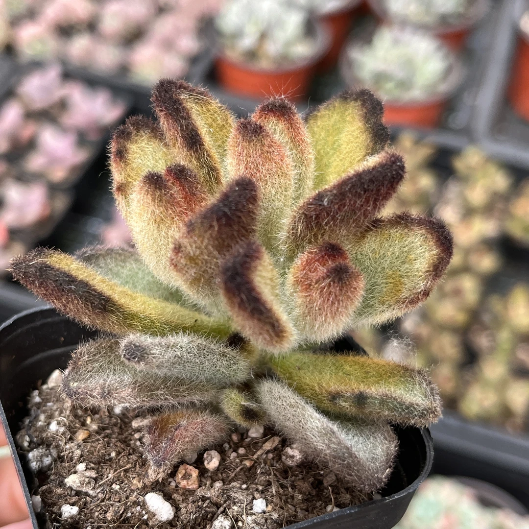 A3 多肉植物  18元包邮（偏远地区除外）泰迪熊 白熊童子（小）