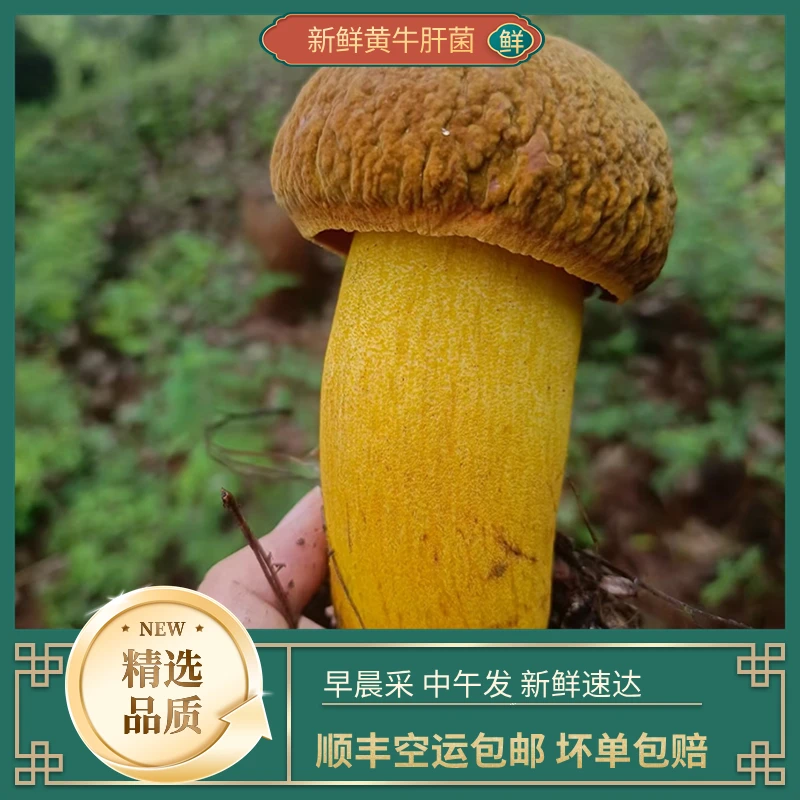 云南野生菌 新鲜天然食用黄牛肝菌 500g-1000g 顺丰冷链空运