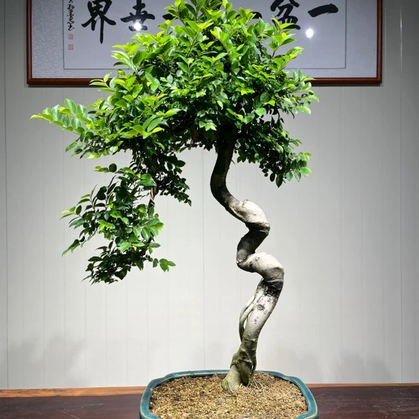 朴树盆景又名相思树修剪花期有机肥料种植