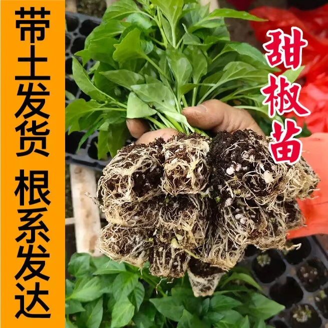 绿甜椒苗绿灯笼椒苗红灯笼辣椒苗大果灯笼椒苗四季蔬菜苗盆栽地栽