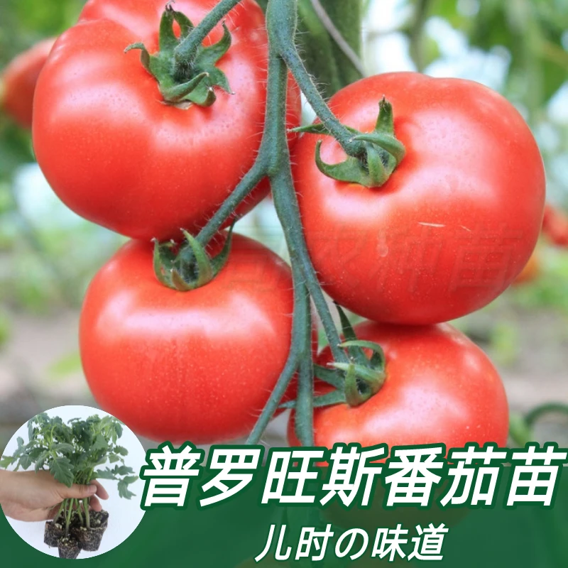 普罗旺斯西红柿苗子沙瓤口感大粉番茄苗阳台盆栽四季蔬菜种苗包邮