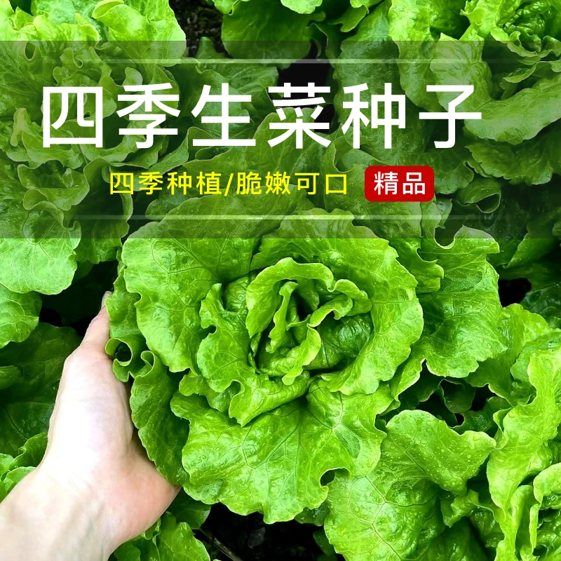 速生生菜种子意大利罗马直立生菜籽阳台盆栽专用蔬菜耐热耐抽苔