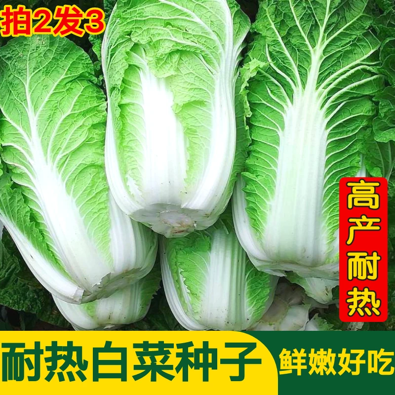不怕冷白菜耐热抗寒过冬大白菜种子蔬菜种籽四季种孑菜籽高产量大