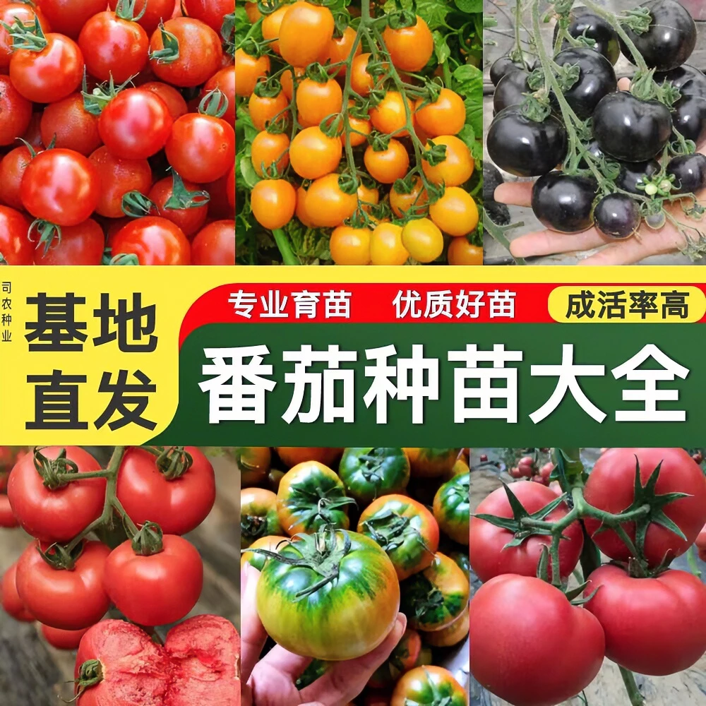 四季小番茄种子苗千禧圣女果矮生西红柿秧苗盆栽种籽菜苗孑秧果苗