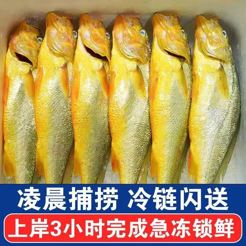 周哥码头新鲜深海黄鱼(现场调价现拍,顺丰发货)自然冷冻
