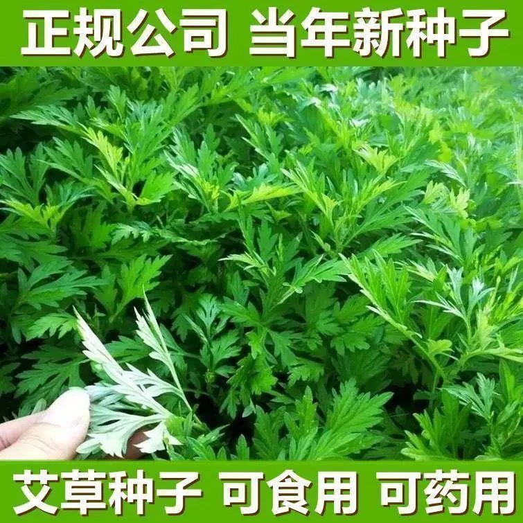 香艾草种子艾草籽播种盆栽艾蒿花园青蒿庭院驱蚊阳台四季播可食用