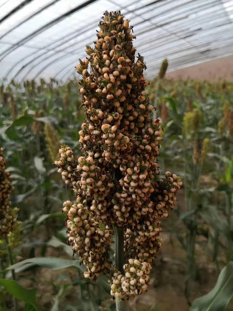 航天杂粮 红 白高粱  新疆快递自付