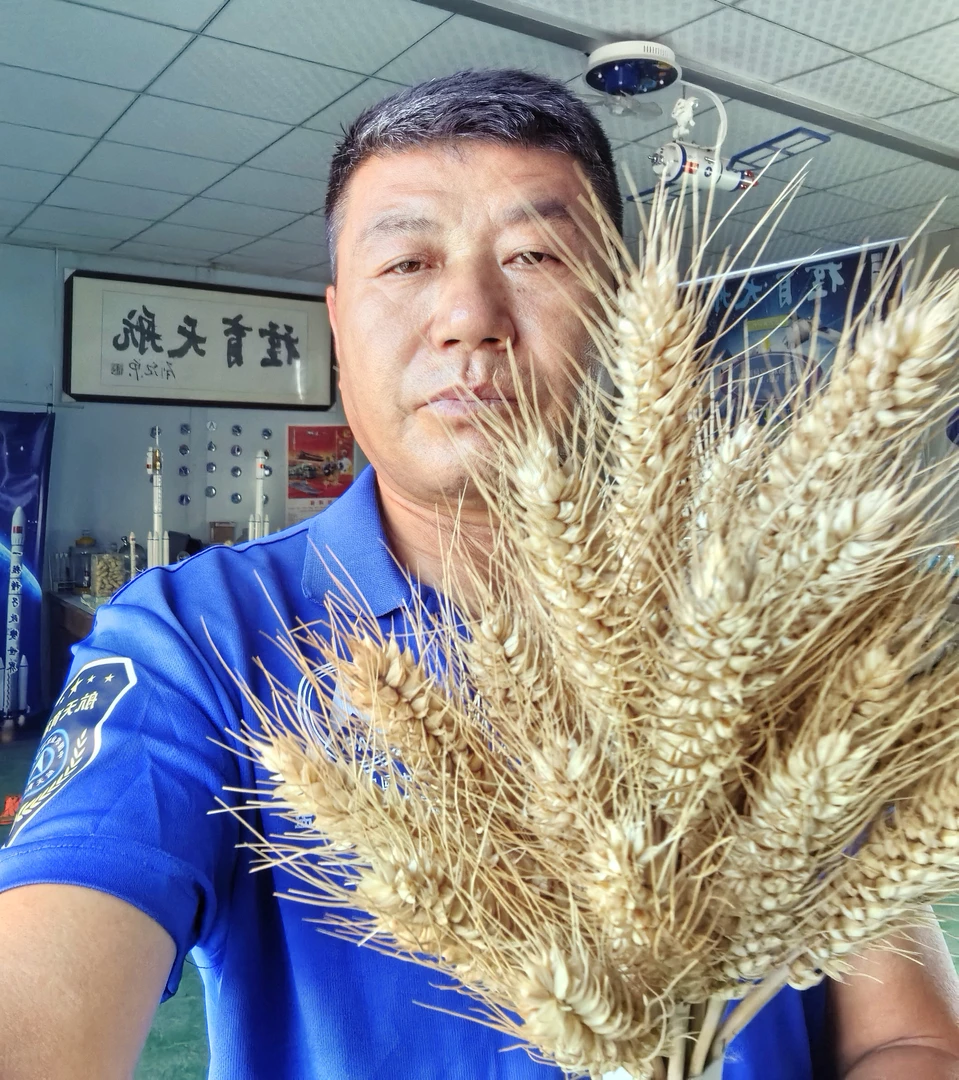 航天冬小麦双千系列 小麦穗及杂麦粒 新疆快递自付