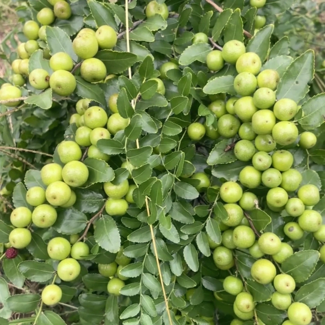 航酸一号 种子及树苗 新疆不包邮