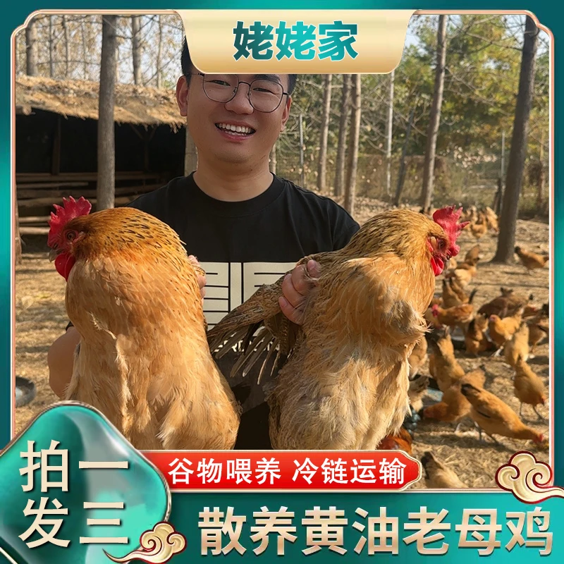 【买1送2】放养三年黄油老母鸡月子鸡 3只净重8斤