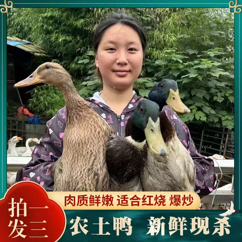 【麻麻专属*】放养水鸭仔鸭 单只净重2.4斤3只净重7.2斤 非老鸭