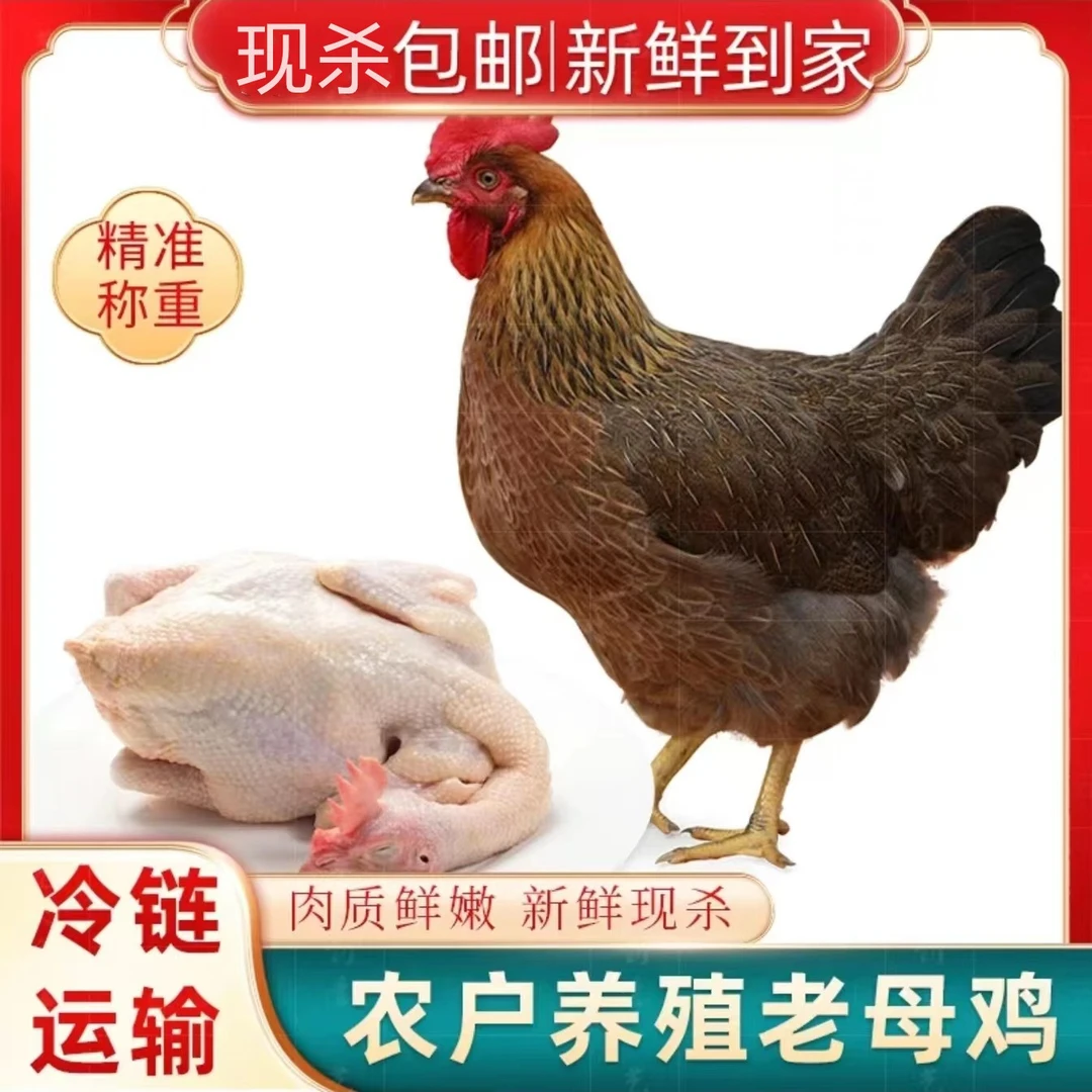 【香香农场**】放养黄油老母鸡  三只净重6斤